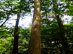 木肌が特徴的なヒメシャラの木